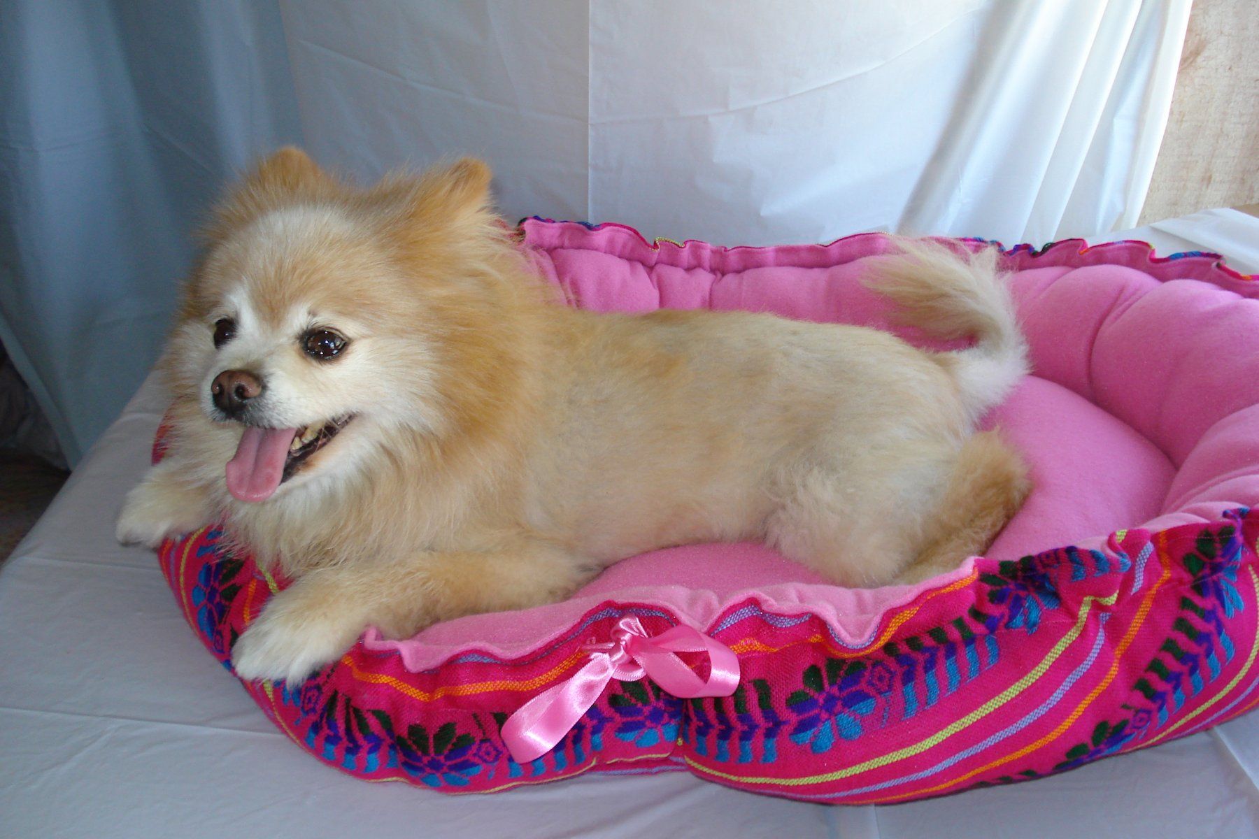 blue zebra print dog bed