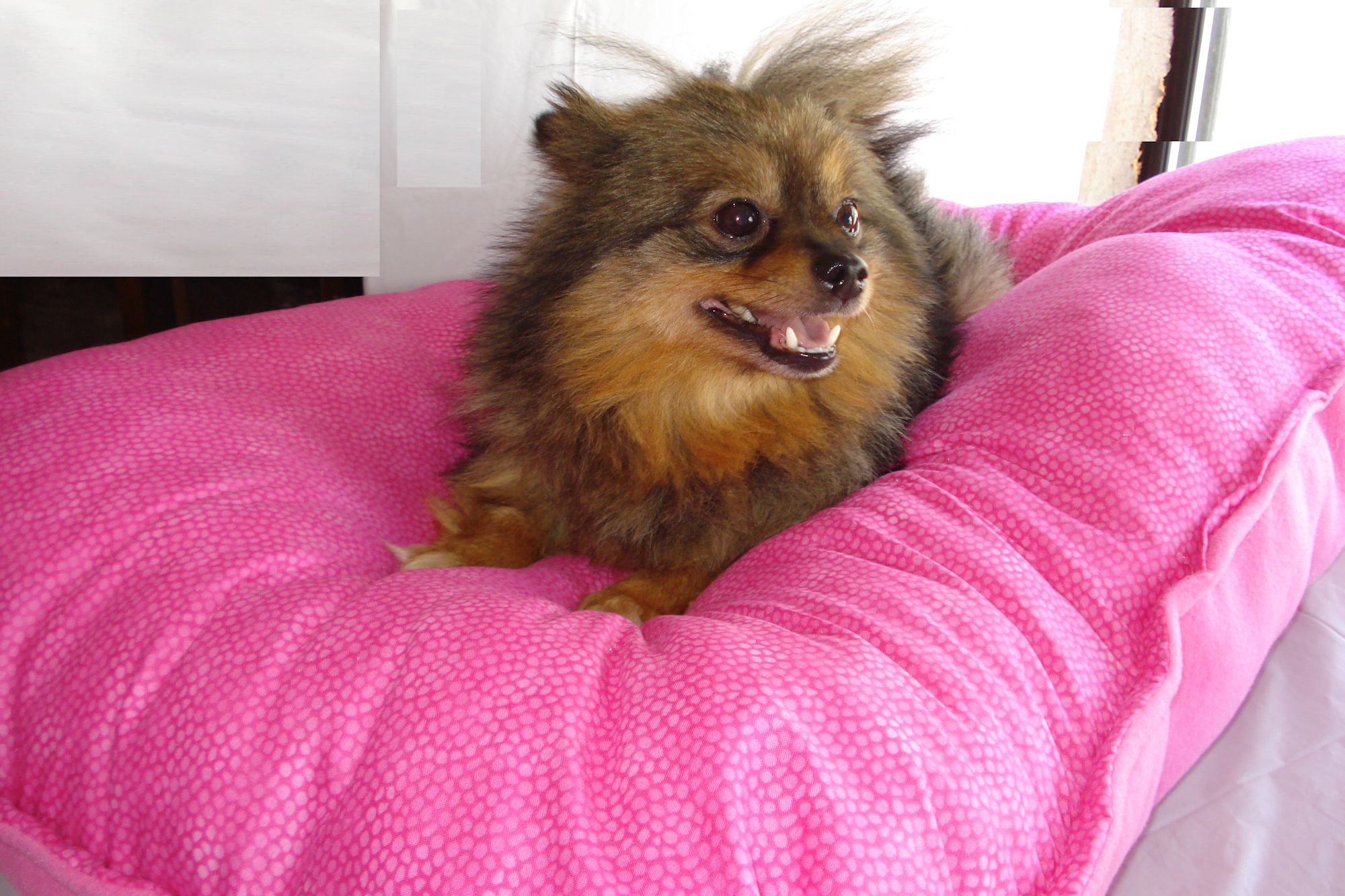 pink cheetah print dog bed