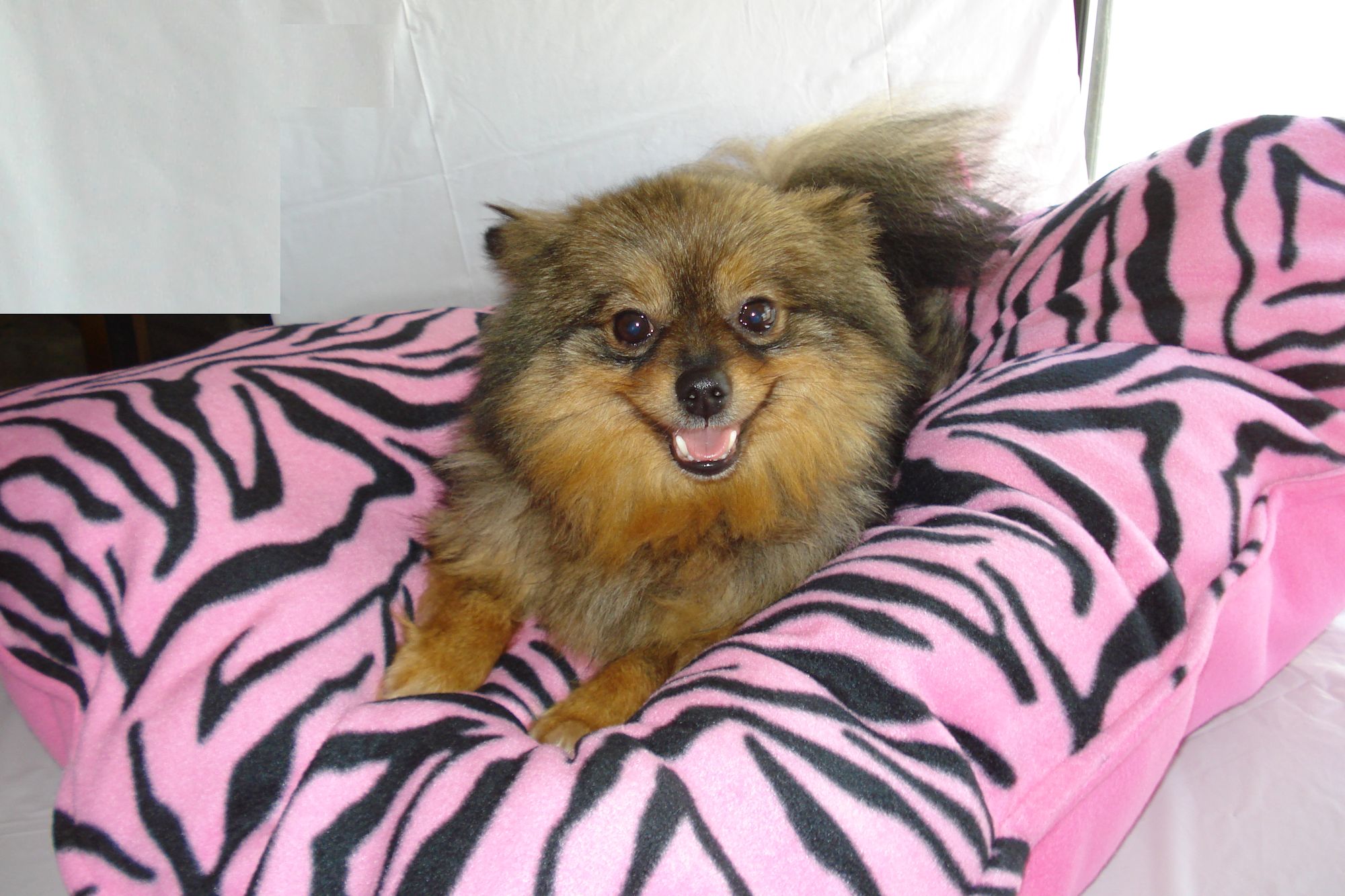 pink zebra print dog bed