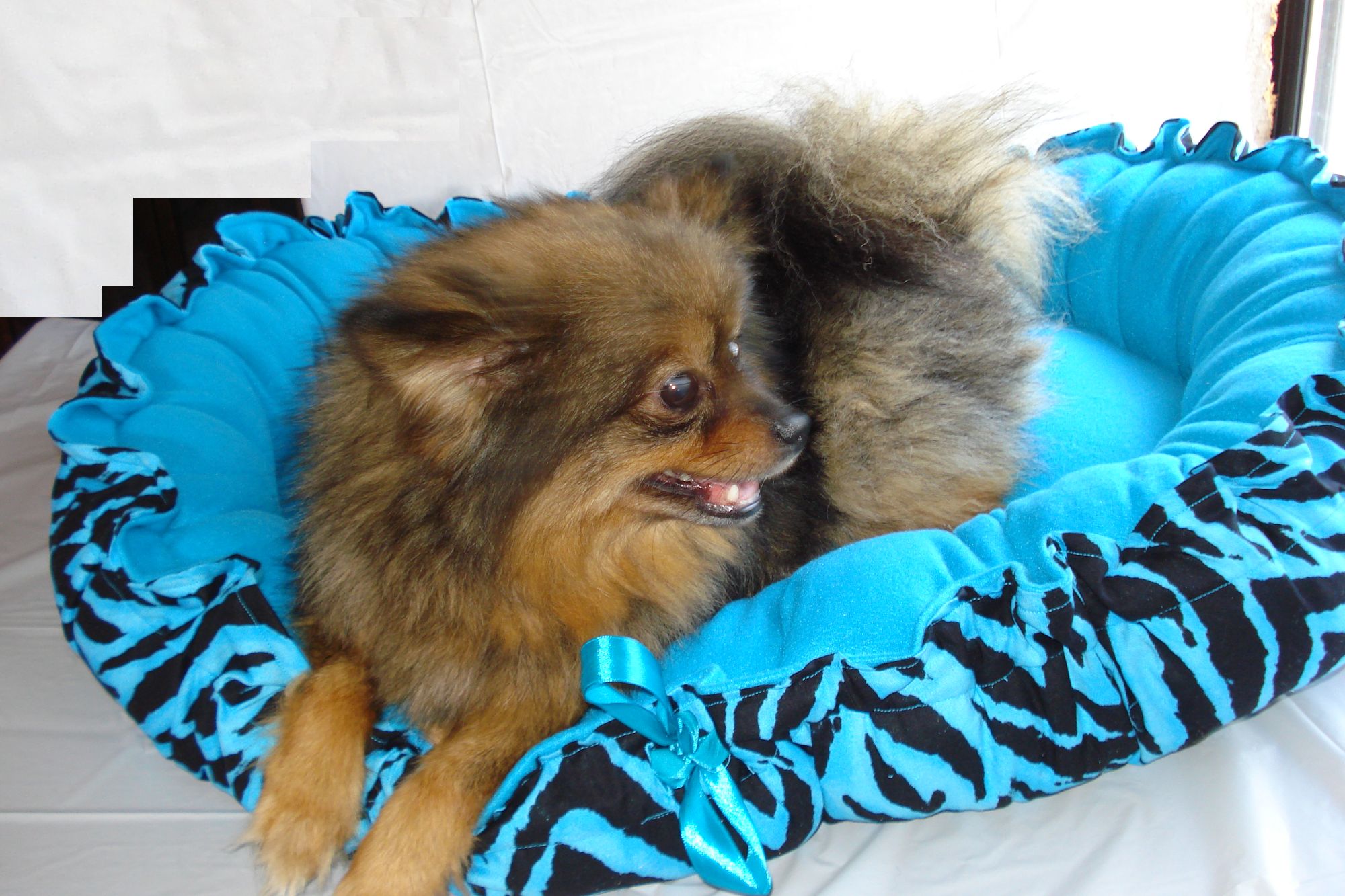 blue zebra print dog bed